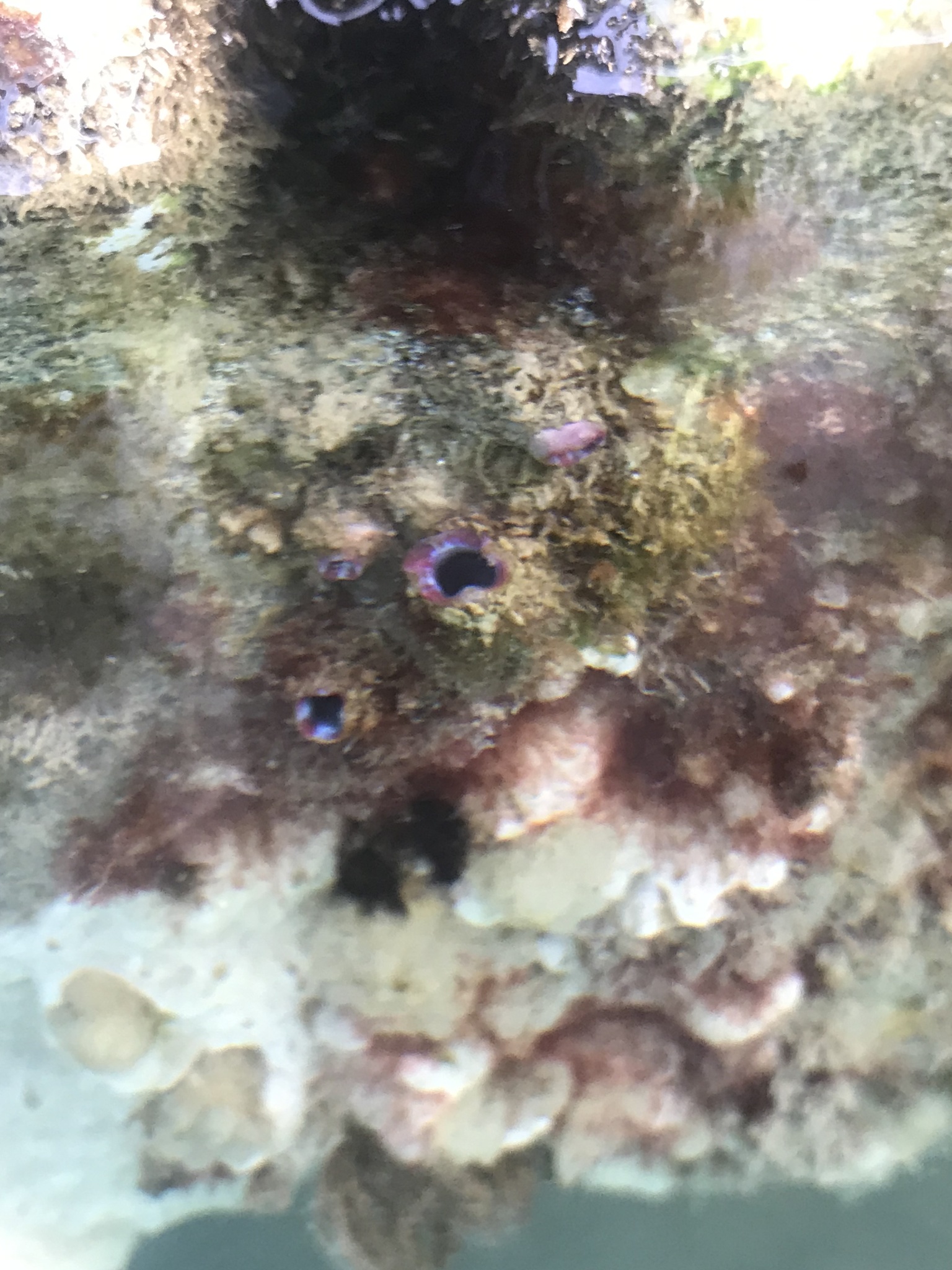 Asterocarpa humilis (Heller, 1878)