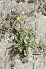 Hieracium murorum