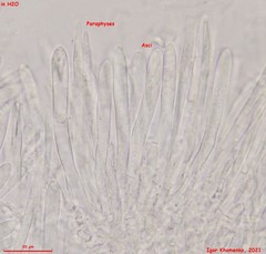 Lasiobelonium variegatum