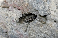 Podarcis muralis