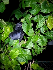 Corvus macrorhynchos culminatus