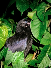 Corvus macrorhynchos culminatus