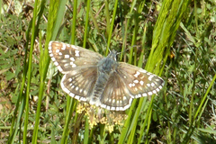 Pyrgus sidae