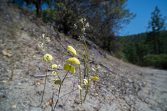 Streptanthus diversifolius