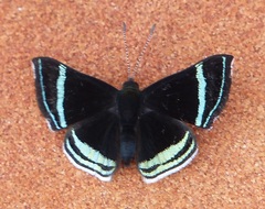 Chalodeta theodora