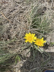 Nothocalais cuspidata