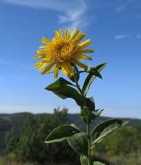 Pentanema spiraeifolium