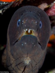 Gymnothorax unicolor