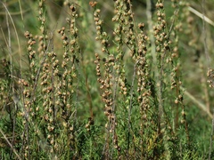 Artemisia alba