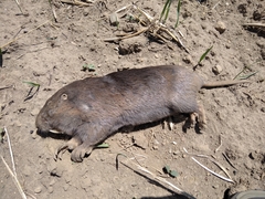 Cratogeomys merriami