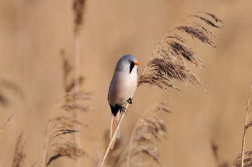Bigotudo (Panurus biarmicus)