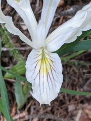 Iris tenuissima