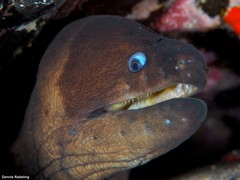 Gymnothorax unicolor