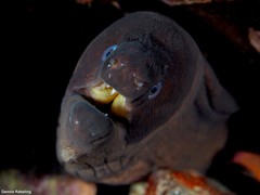 Gymnothorax unicolor