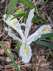 Iris tenuissima