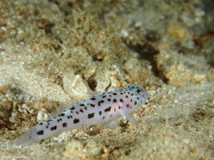 Thorogobius ephippiatus