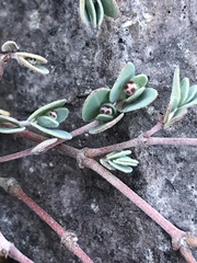 Euphorbia cinerascens