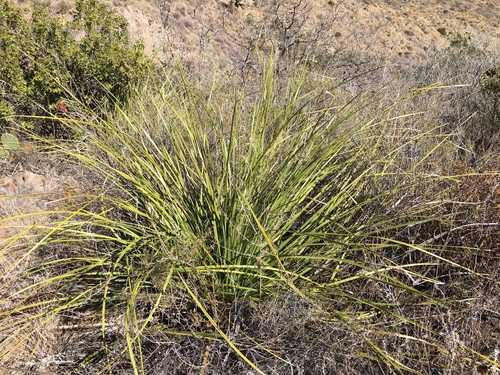 Nolina erumpens
