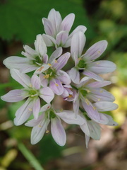 Allium massaessylum