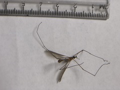 Tipulomorpha