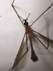 Tipulomorpha