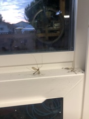 Tipulomorpha