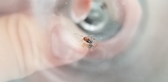 Camponotus decipiens