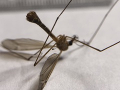 Tipulomorpha