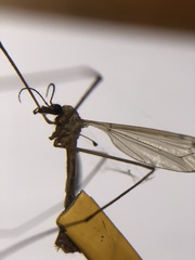 Tipulomorpha