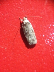Agonopterix ocellana