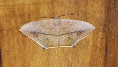 Prochoerodes flexilinea