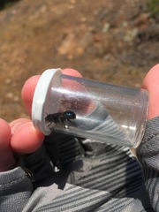 Osmia montana