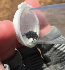 Osmia montana