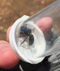Osmia montana