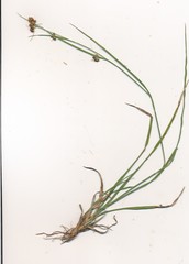 Rhynchospora harveyi