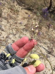 Streptanthus diversifolius
