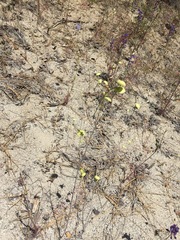 Streptanthus diversifolius