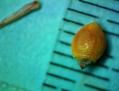 Rhynchospora harveyi