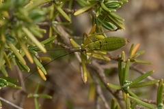 Barbitistes fischeri