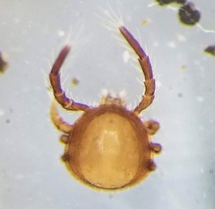 Antennophorus