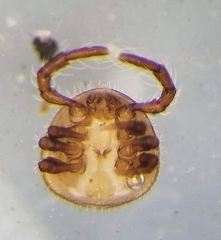 Antennophorus