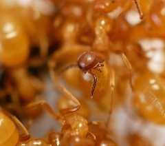 Antennophorus