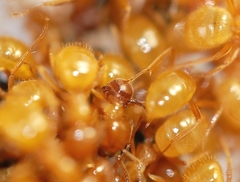 Antennophorus