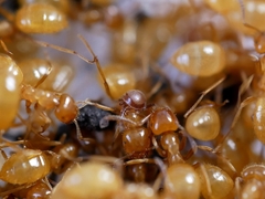 Antennophorus