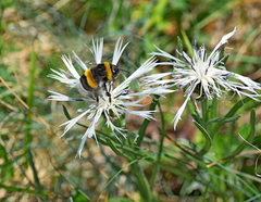 Centaurea napulifera