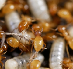 Antennophorus
