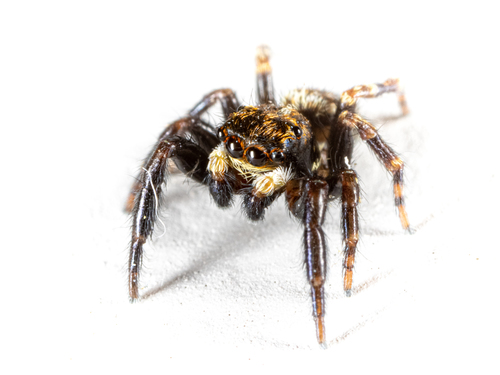 Black-palped Jumping Spider