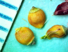 Rhynchospora harveyi