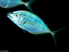 Pseudocaranx dentex