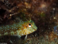 Parablennius goreensis